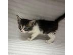 Rue Domestic Shorthair Kitten Female