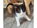 Donald Domestic Shorthair Kitten Male