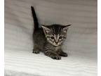 Hermione Domestic Shorthair Kitten Female