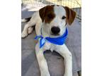 Adopt Portino a Australian Cattle Dog / Blue Heeler