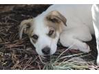 Adopt Odwellough a Australian Cattle Dog / Blue Heeler