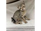 Bolbi Domestic Shorthair Kitten Male
