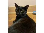 Wednesday Domestic Shorthair Adult Female