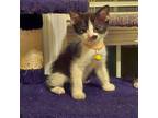 Sunkist Domestic Mediumhair Kitten Female