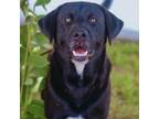 Adopt Walker 24-05-029 a Black Labrador Retriever