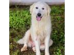 Adopt Albie 24-05-020 a Great Pyrenees