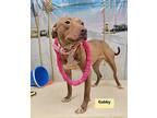 Gabby Gabby American Pit Bull Terrier Adult Female