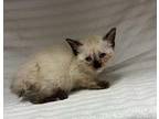 Polly Domestic Shorthair Kitten Female