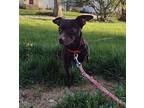 Bucky (with foster!) Mixed Breed (Small) Adult Male