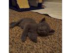 Jimmi Buffet Domestic Mediumhair Kitten Male
