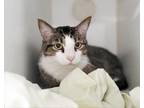 Adopt Kona a Domestic Short Hair