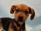 Adopt Ben a Parson Russell Terrier, Mixed Breed