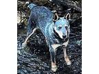 BLUE TELLICO Australian Cattle Dog Young Male