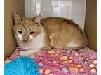 Creamsicle (24-167) Domestic Shorthair Young Male