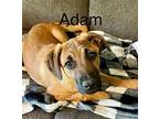 Adam German Shepherd Dog Puppy Male