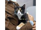 Lacey Domestic Shorthair Young Female