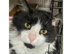 Adopt Miracle (FIV+) 8645 a Maine Coon, Domestic Long Hair
