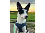 Adopt Snoop a Terrier, Australian Kelpie