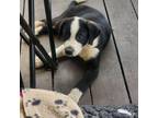 Adopt Small a Border Collie, Black Labrador Retriever