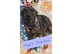 Adopt tarzan a Shepherd, Labrador Retriever