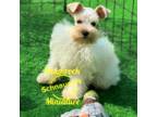 Schnauzer (Miniature) Puppy for sale in Baton Rouge, LA, USA