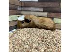 Adopt Cairo a Guinea Pig