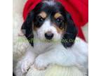 Dachshund Puppy for sale in Loudonville, OH, USA