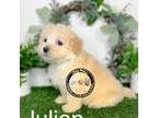 Maltipoo Puppy for sale in Goldsboro, NC, USA