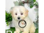 Maltipoo Puppy for sale in Goldsboro, NC, USA