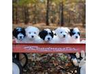 Dahlia Puppies