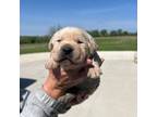 Labrador Retriever Puppy for sale in Peterson, MN, USA