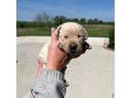 Labrador Retriever Puppy for sale in Peterson, MN, USA