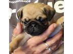 Pug Puppy for sale in New Braunfels, TX, USA