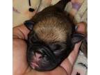 Pug Puppy for sale in New Braunfels, TX, USA