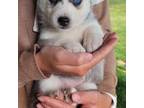 Siberian Husky Puppy for sale in Carson City, MI, USA