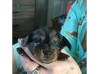 Dachshund Puppy for sale in Monticello, MN, USA