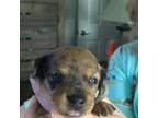 Dachshund Puppy for sale in Monticello, MN, USA