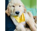 Golden Retriever Puppy for sale in Fairfax, VA, USA