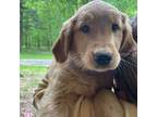 Golden Retriever Puppy for sale in Chantilly, VA, USA