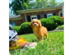 Cavapoo Puppy for sale in Newberry, SC, USA