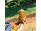 Cavapoo Puppy for sale in Newberry, SC, USA