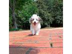 Bichon Frise Puppy for sale in Newberry, SC, USA