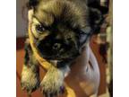 Shih Tzu Puppy for sale in Memphis, TN, USA