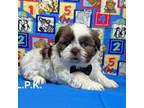 Shih Tzu Puppy for sale in Winnsboro, LA, USA