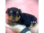 Yorkshire Terrier Puppy for sale in Winnsboro, LA, USA