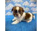 Shih Tzu Puppy for sale in Winnsboro, LA, USA