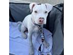 Adopt Benny a Pit Bull Terrier, Mixed Breed