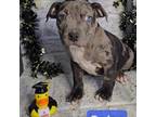 Adopt Caius a Pit Bull Terrier, Mixed Breed