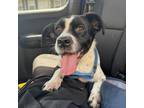 Adopt Pepe a Terrier, Mixed Breed