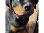 Rottweiler Puppy for sale in Quakertown, PA, USA